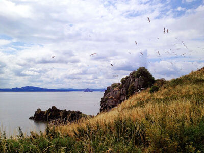 Seagulls on Inchcolm