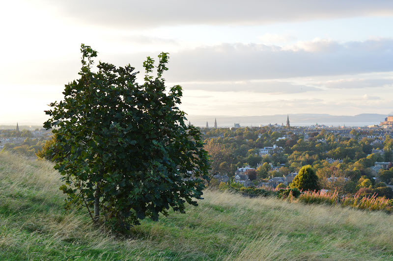 blackford hill4