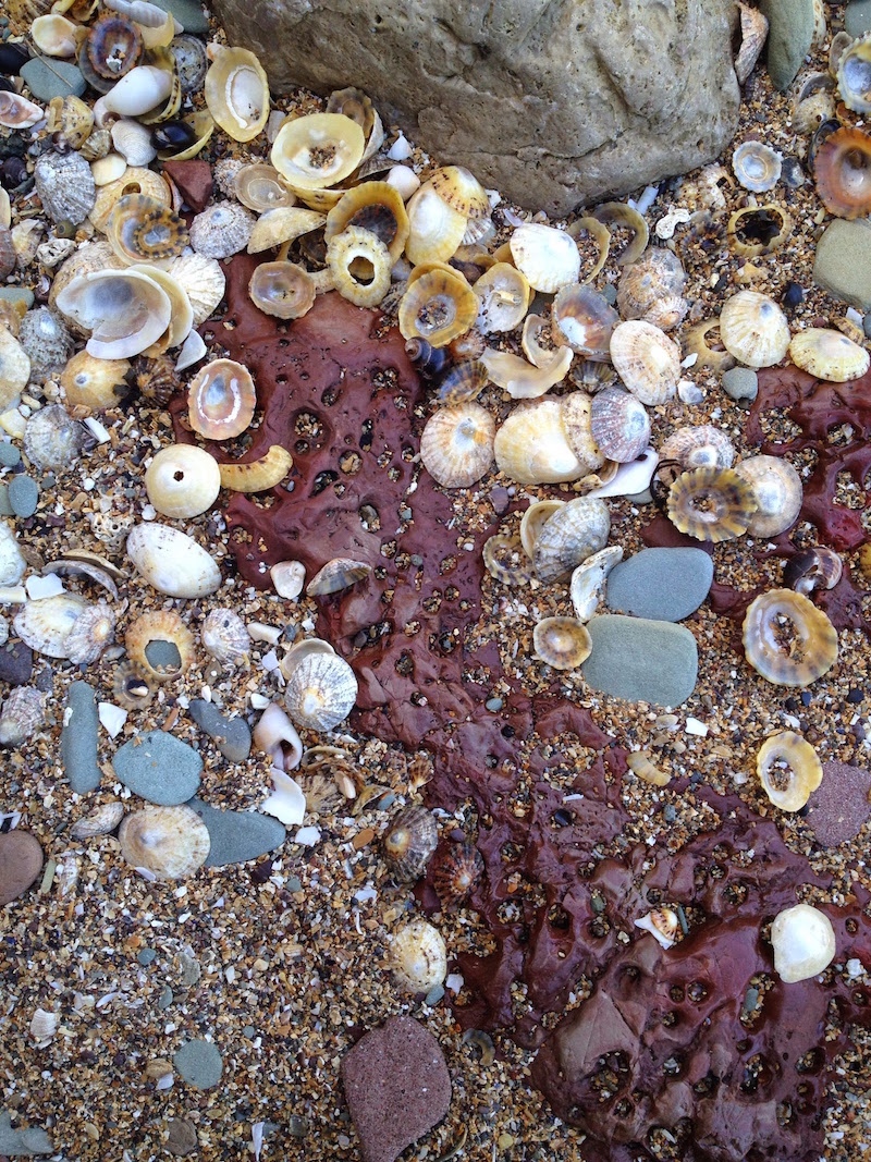 Shells at Seacliff